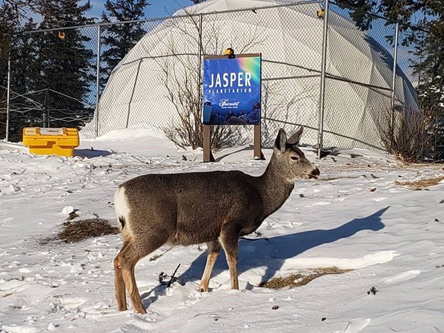 'oh deer' an unexpected winder guest at our dome theatre